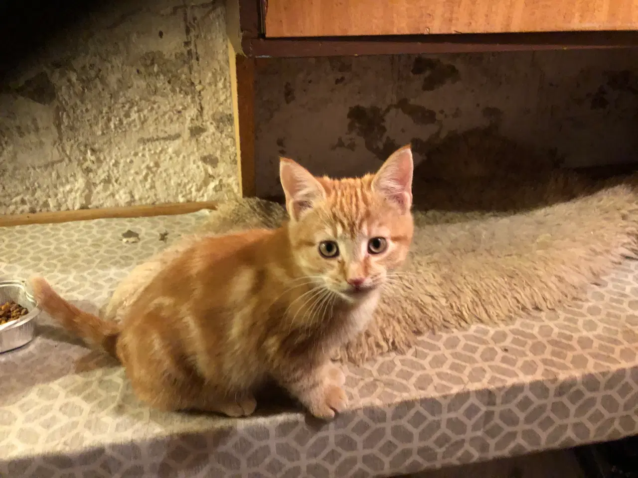 Billede 6 - Killinger søger nye hjem