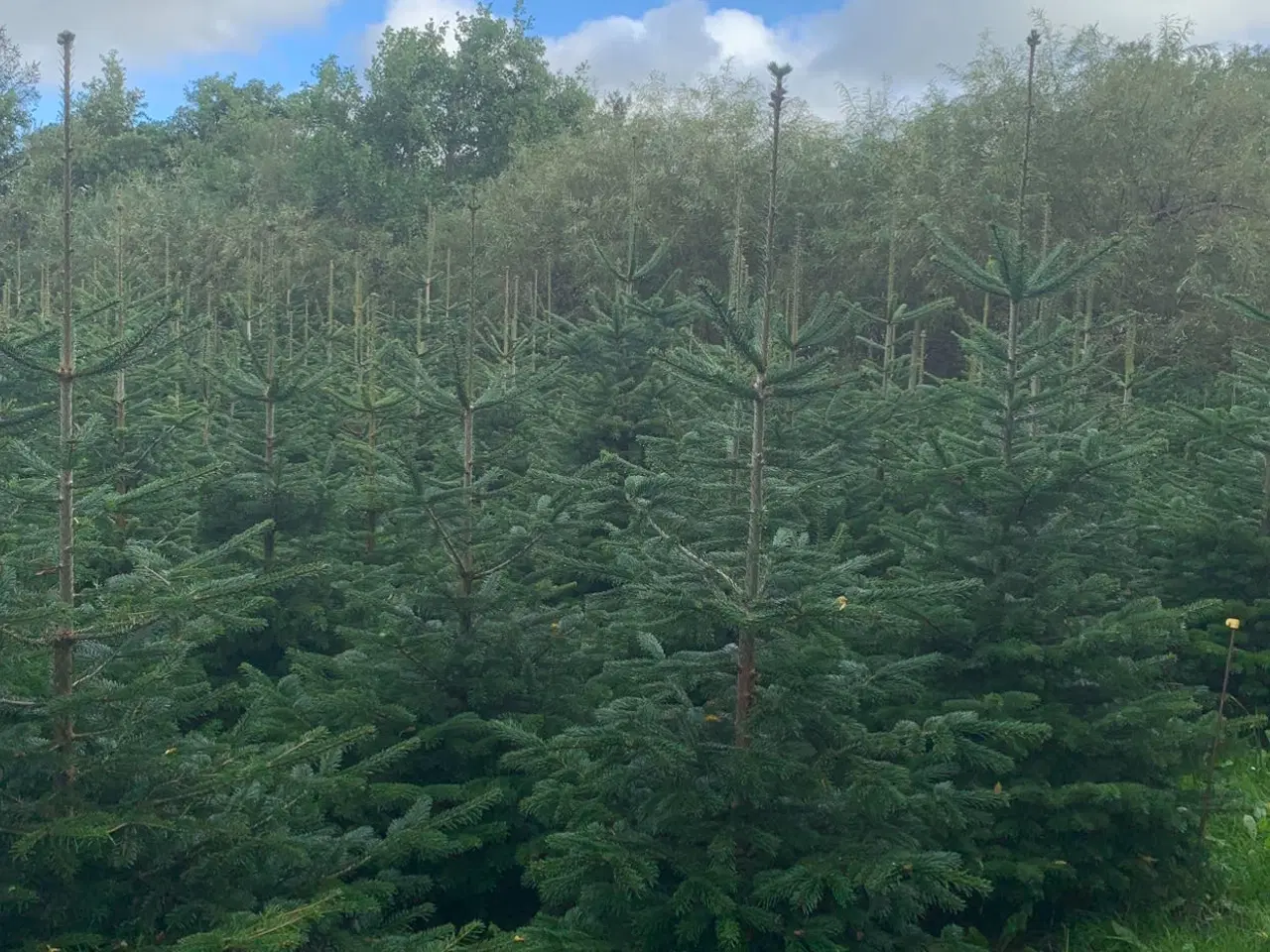 Billede 1 - Fæld selv juletræ