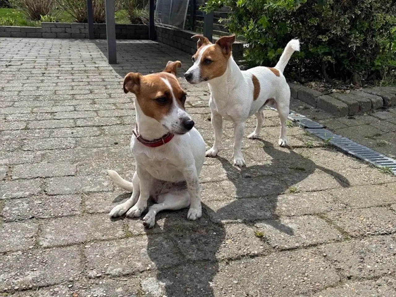 Billede 4 - Jack Russell med sjæl og stil