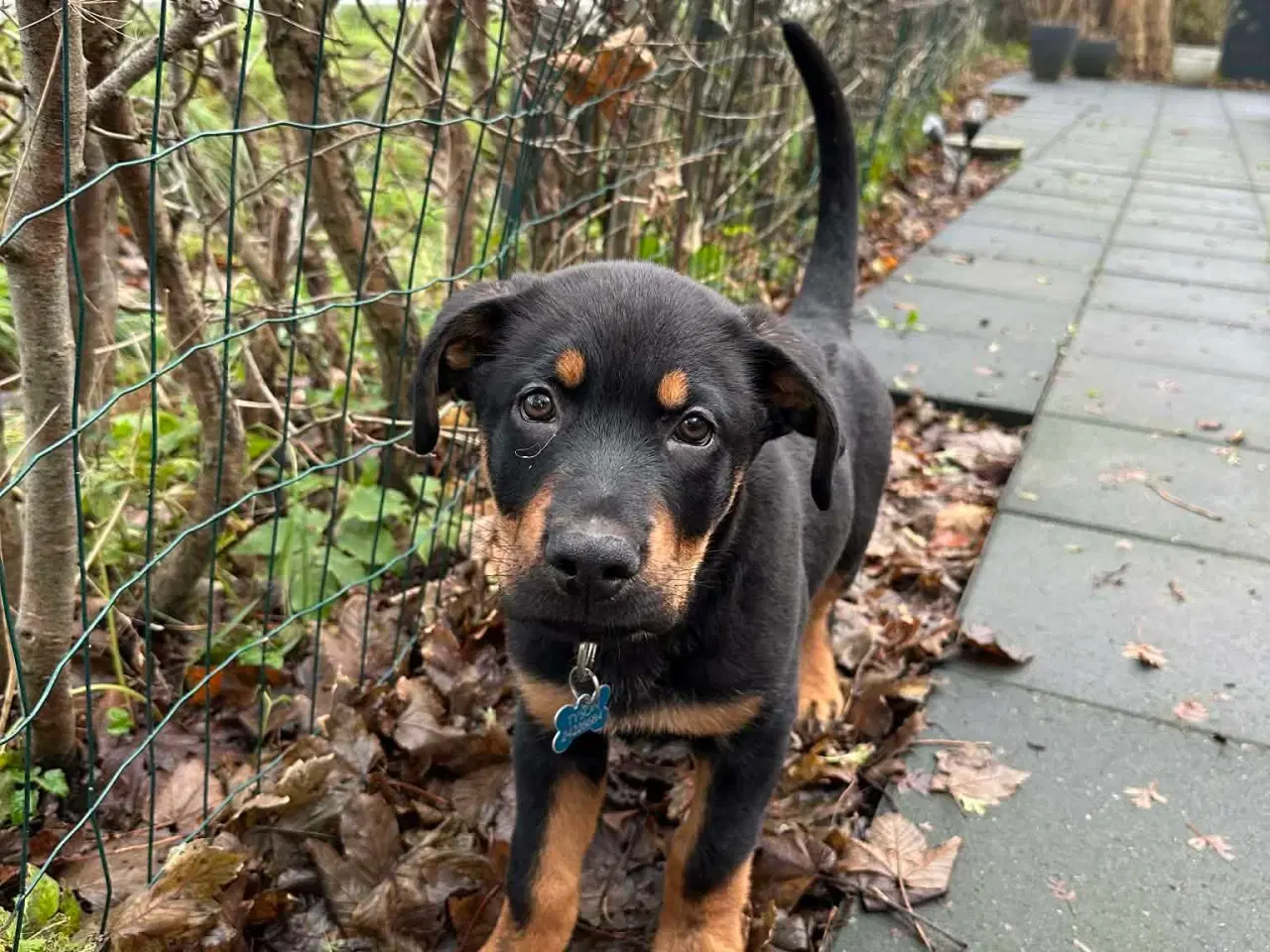 Billede 1 - Rottwailer/schæfer 