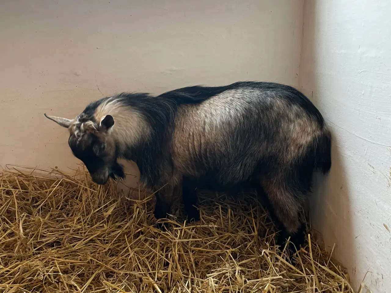 Billede 1 - Lille sød HORNLØS dværggedebuk sælges 