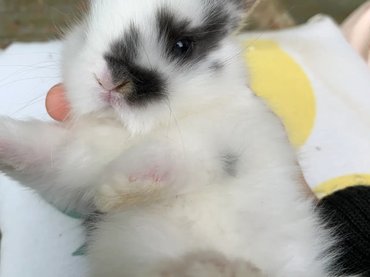 Billede 1 - Mini lop baby 
