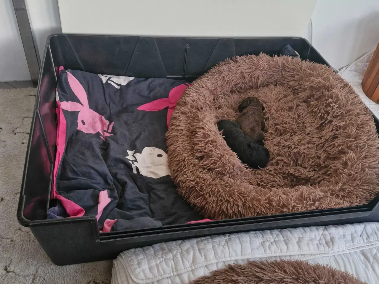 Billede 2 - Labradoodle hvalpe sælges