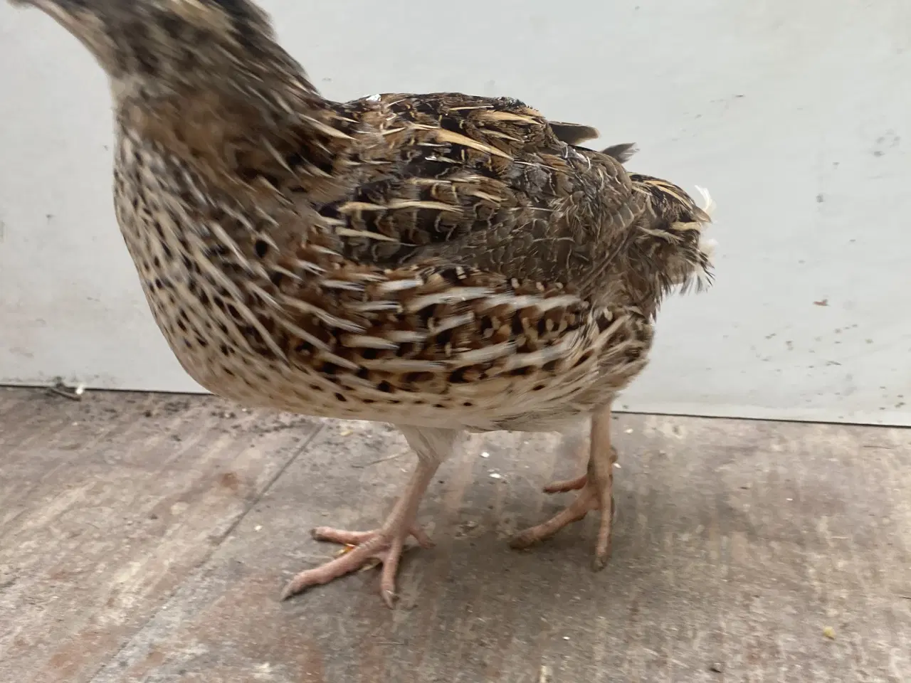 Billede 6 - JUMBO Vagtler KUN 50kr