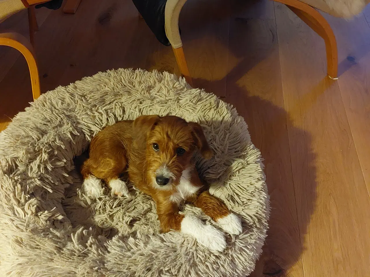 Billede 1 - Dejlig hvalp sælges.