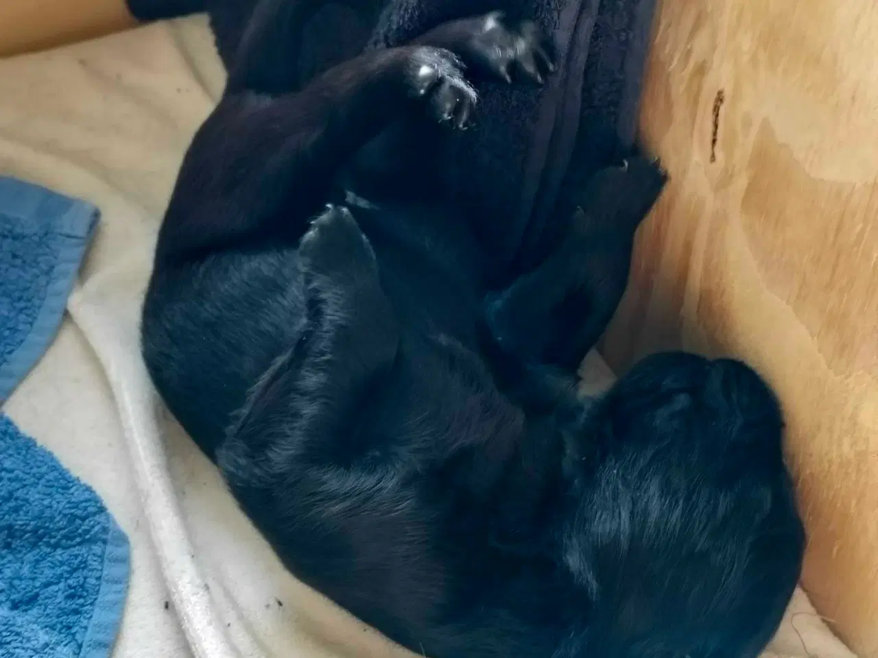 Billede 2 - Hvalpe fra den mest rolige familie hund
