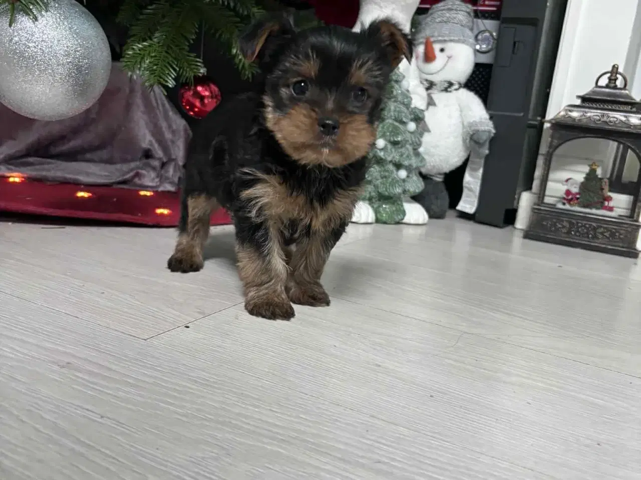 Billede 3 - Yorkshire Terrier hvalpe
