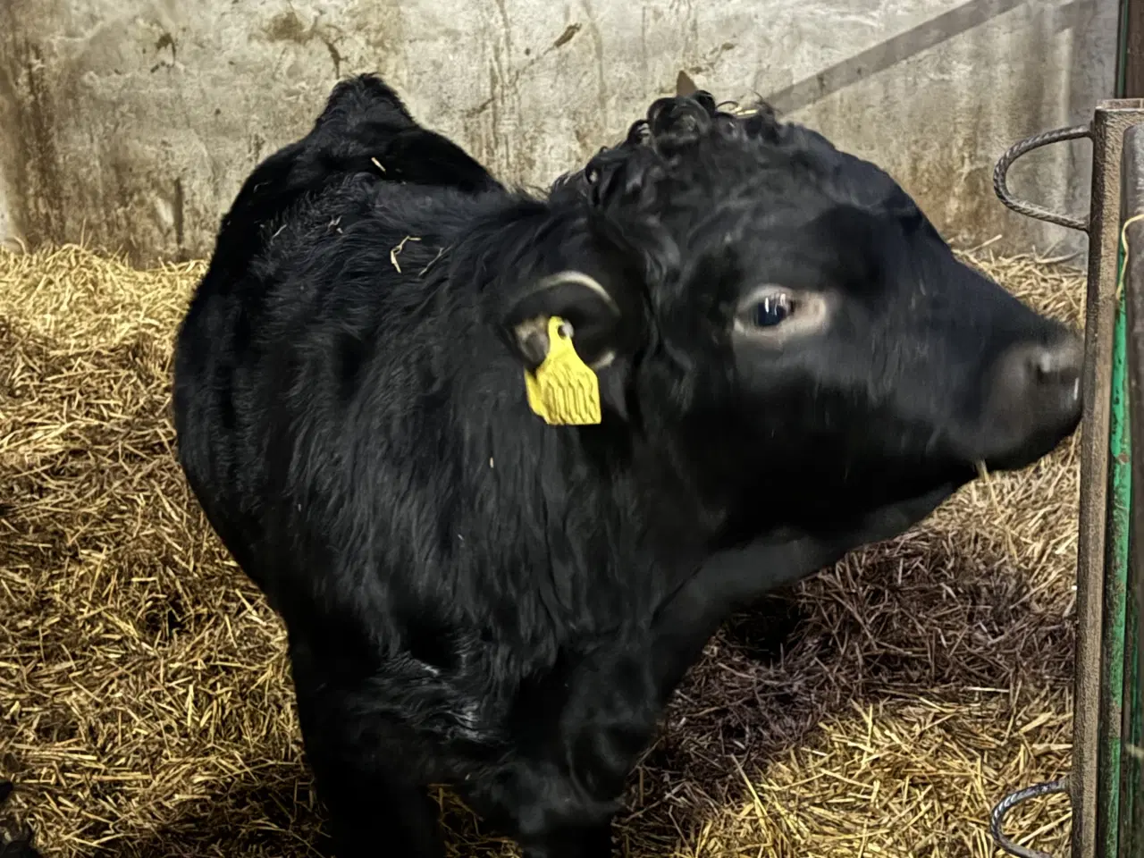 Billede 1 - Flot ung Dexter tyr