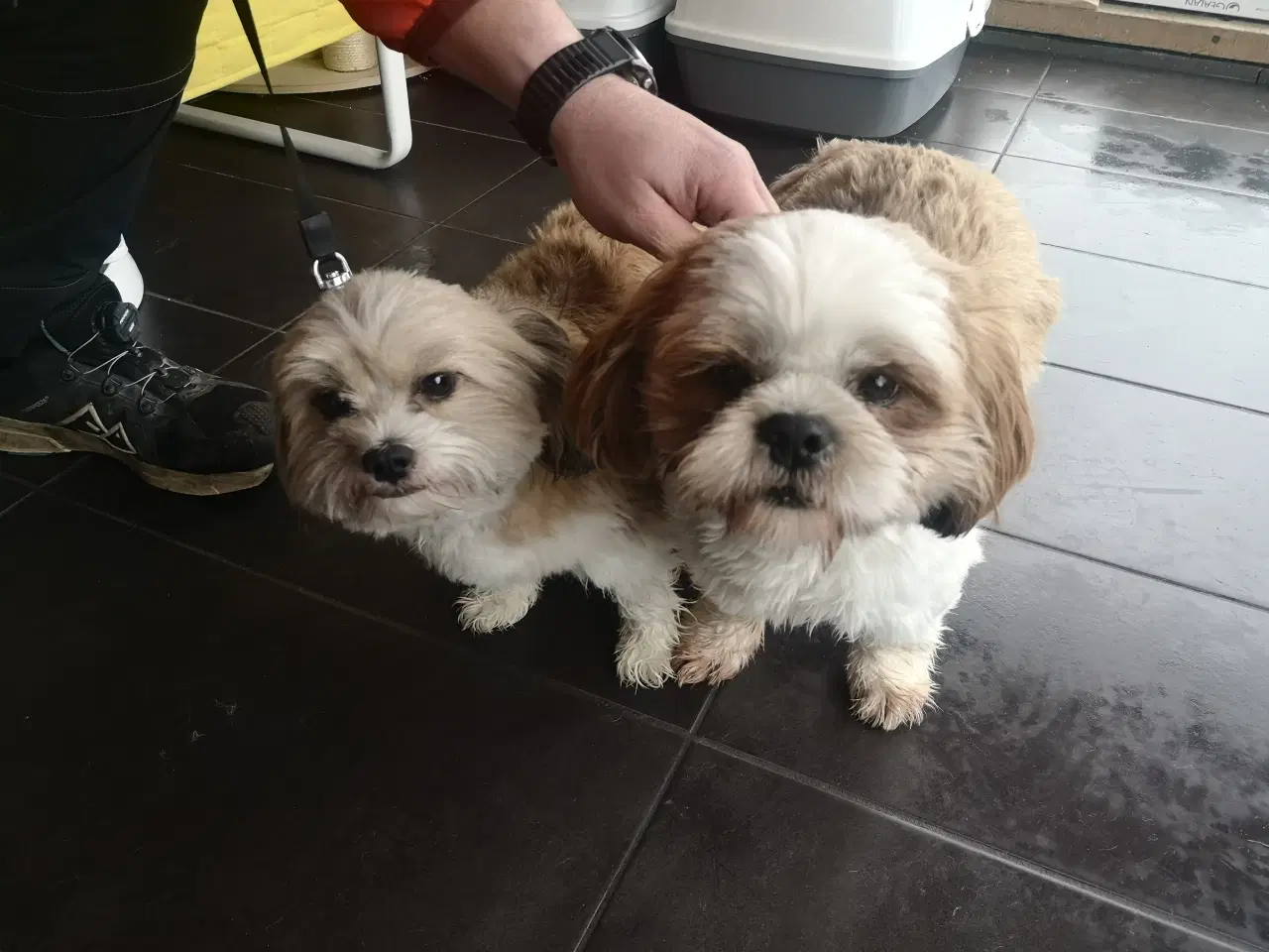 Billede 3 - Shih tzu parring 