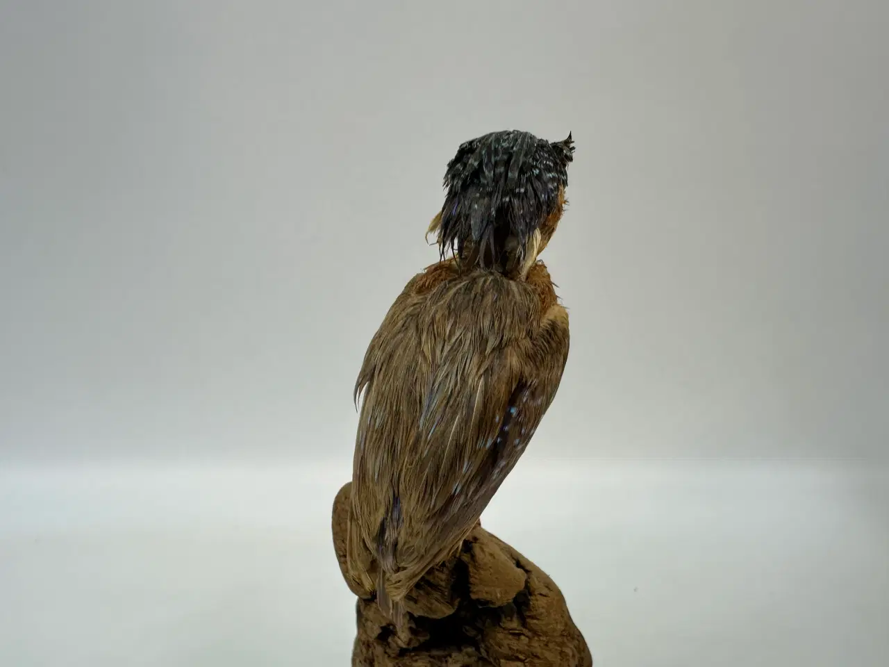 Billede 3 - Udstoppet Malakit / isfugl