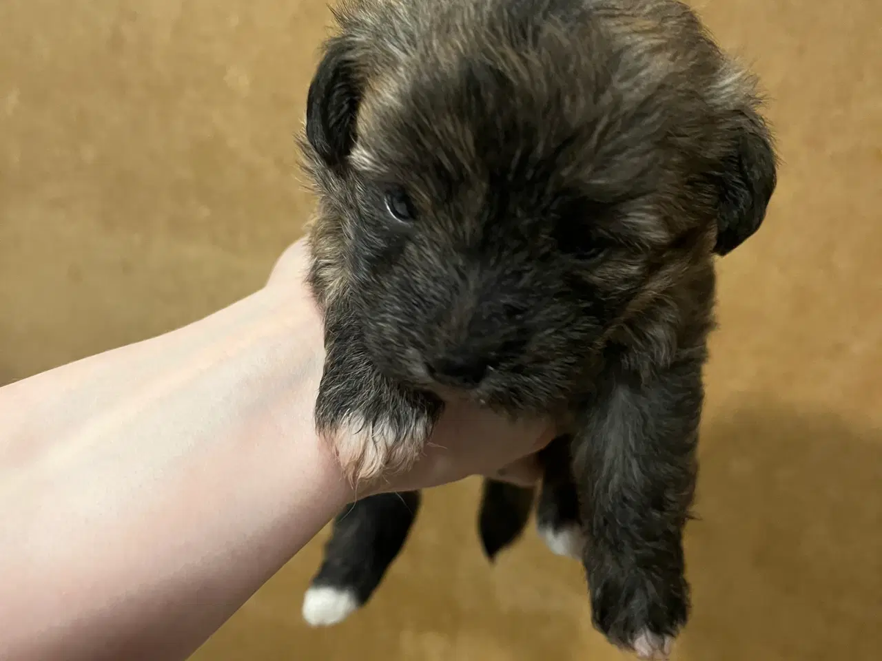 Billede 1 - Kun en tigerstribet tæve nu! Små blandinger