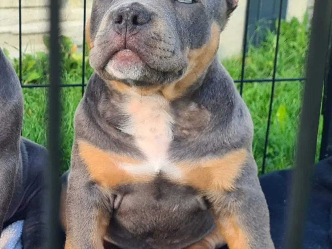Billede 4 - American Bully Dreng 11 uge 