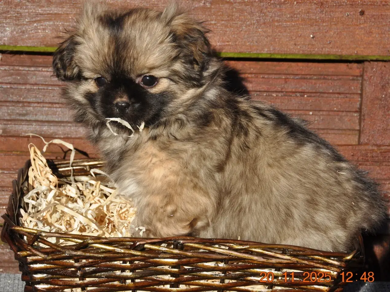 Billede 3 - Tibbe-hvalp, 9 uger