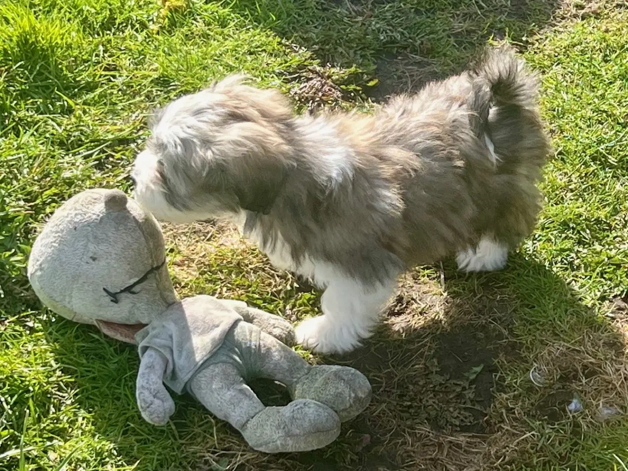 Billede 17 - Skønneste og gladeste tævehvlap