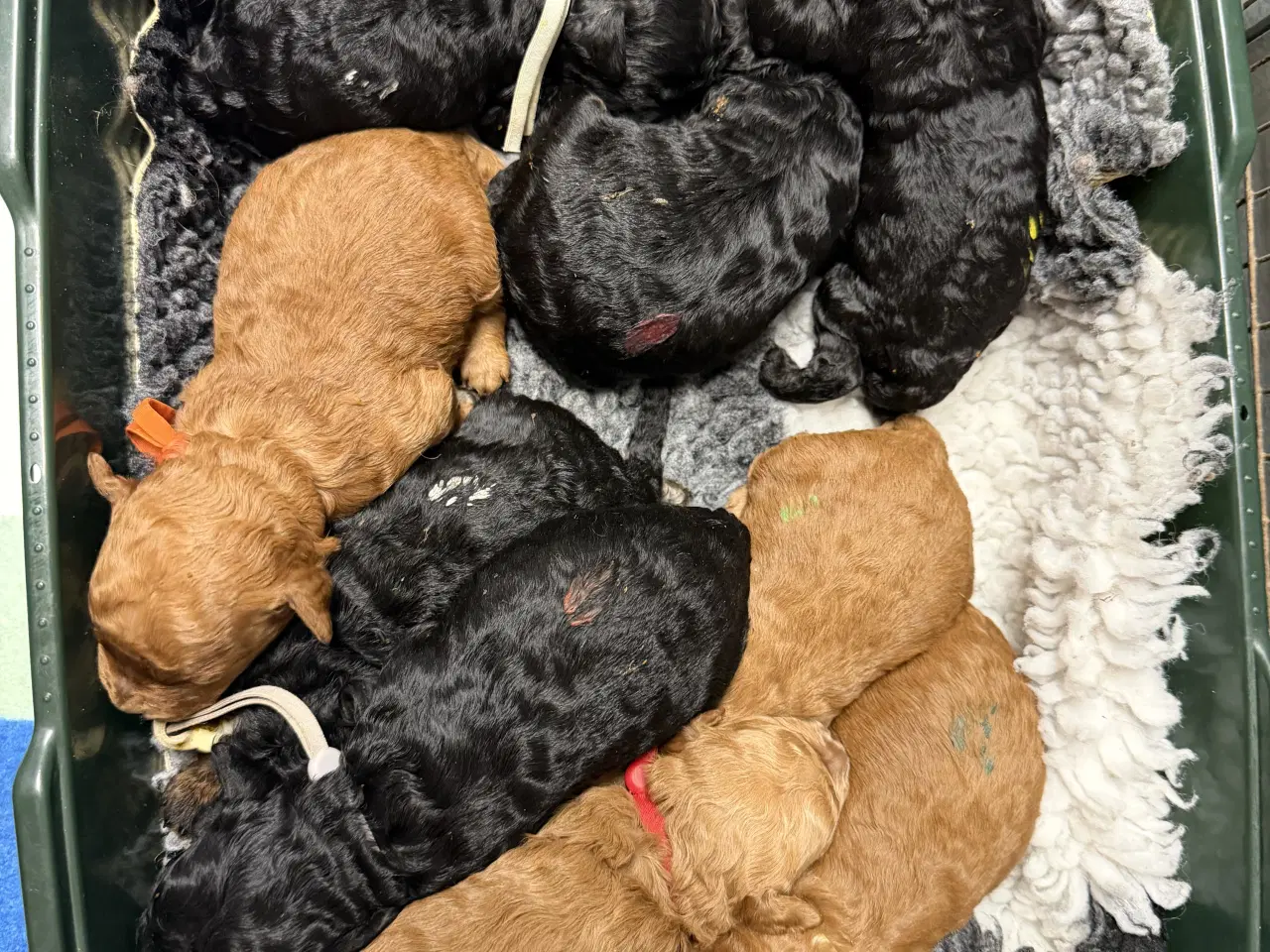 Billede 3 - Skønne Cavapoo F2b