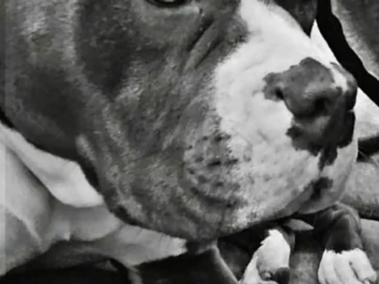 Billede 2 - XXL bully