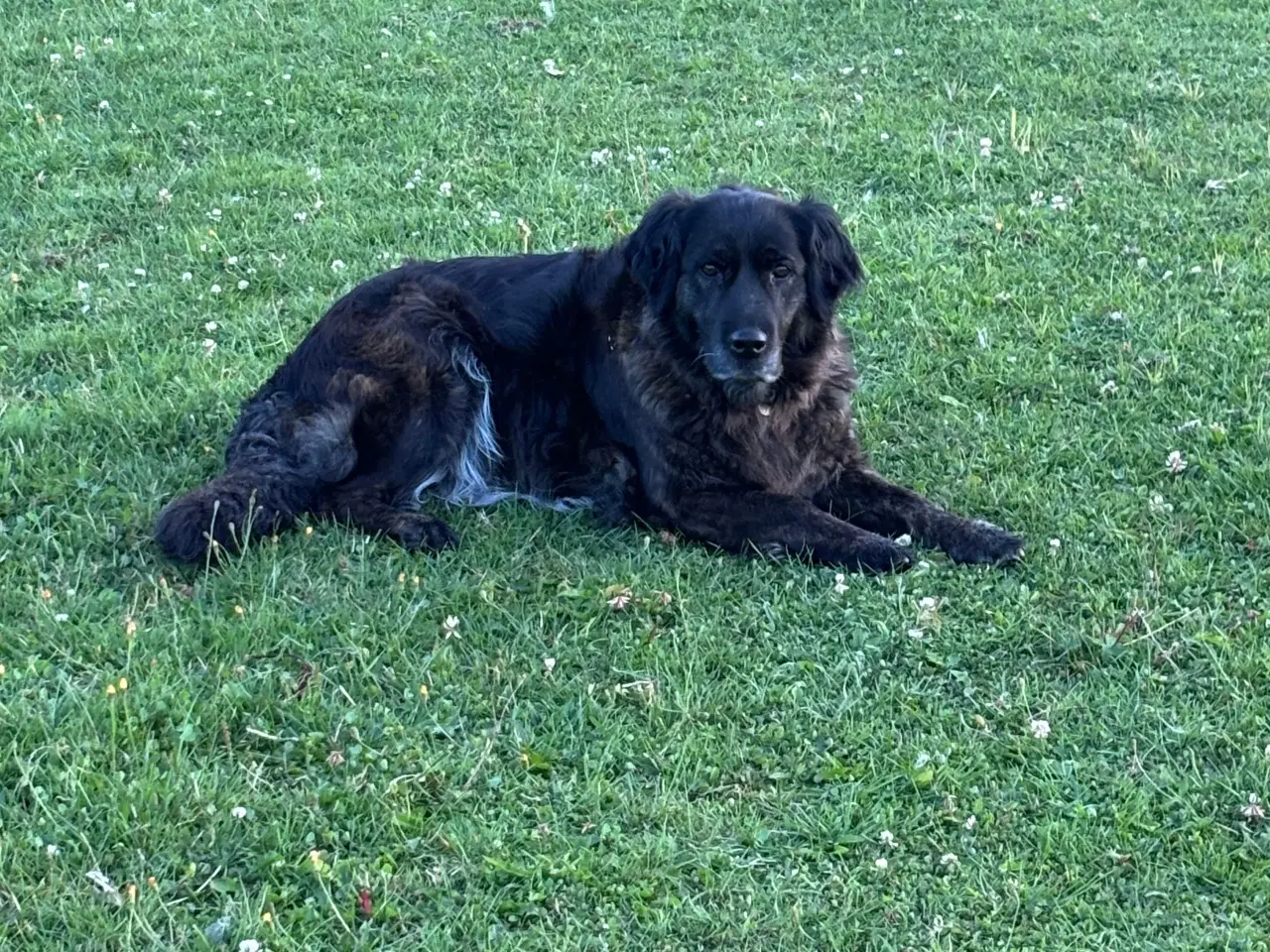 Billede 5 - Hundehvalp