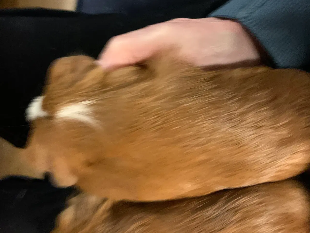 Billede 2 - Marsvineunger 