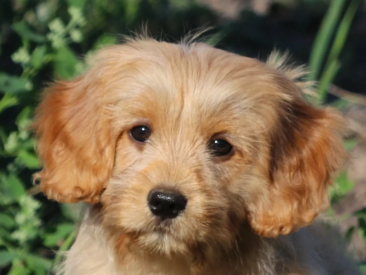 Billede 1 - Cavalier King Charles Spaniel