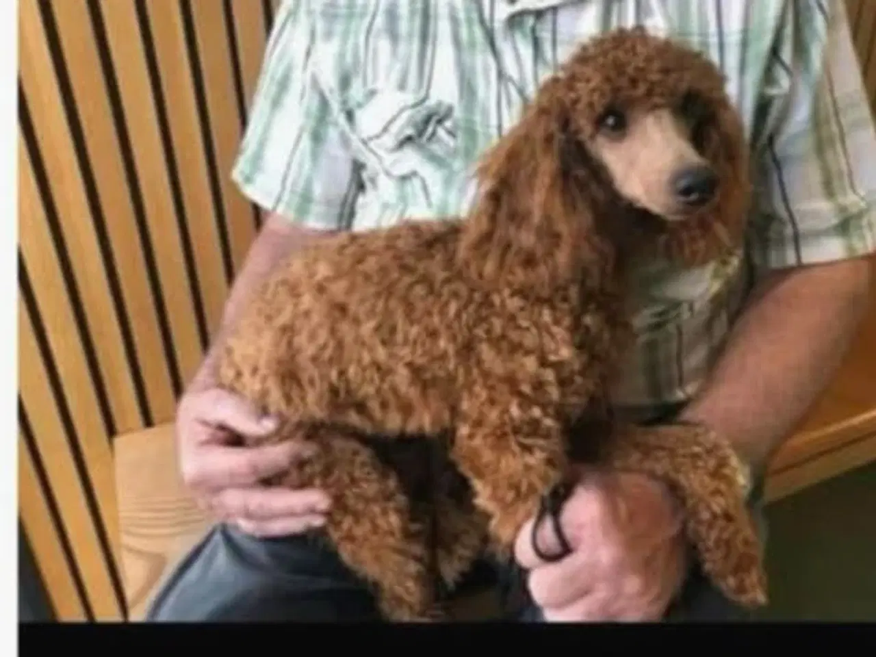 Billede 3 - Cavapoo f1.  