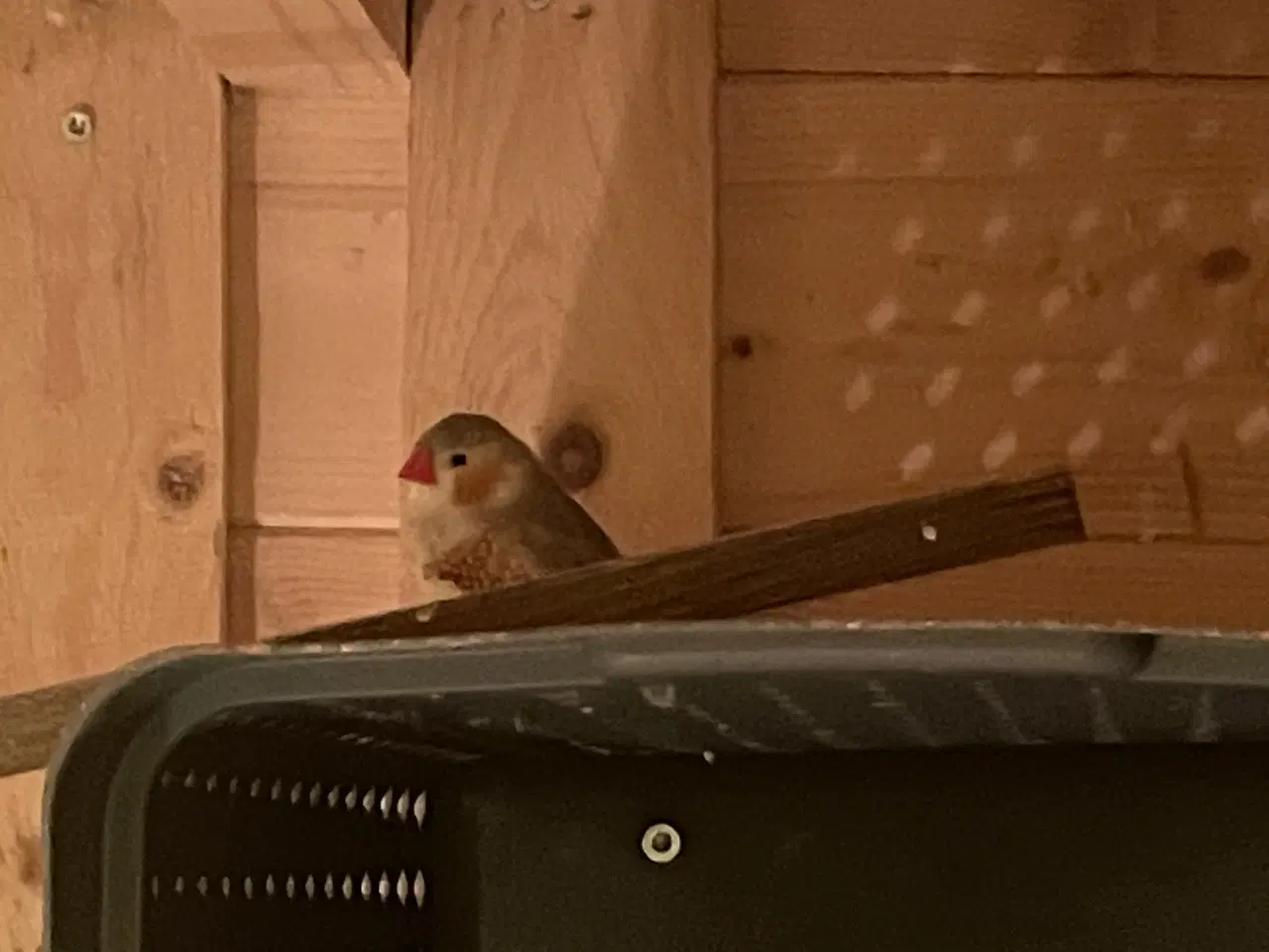 Billede 6 - Sælger forskellige fugle sammen