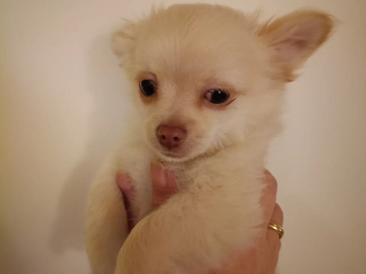 Billede 1 - 5 lækre små Chihuahua hvalpe!