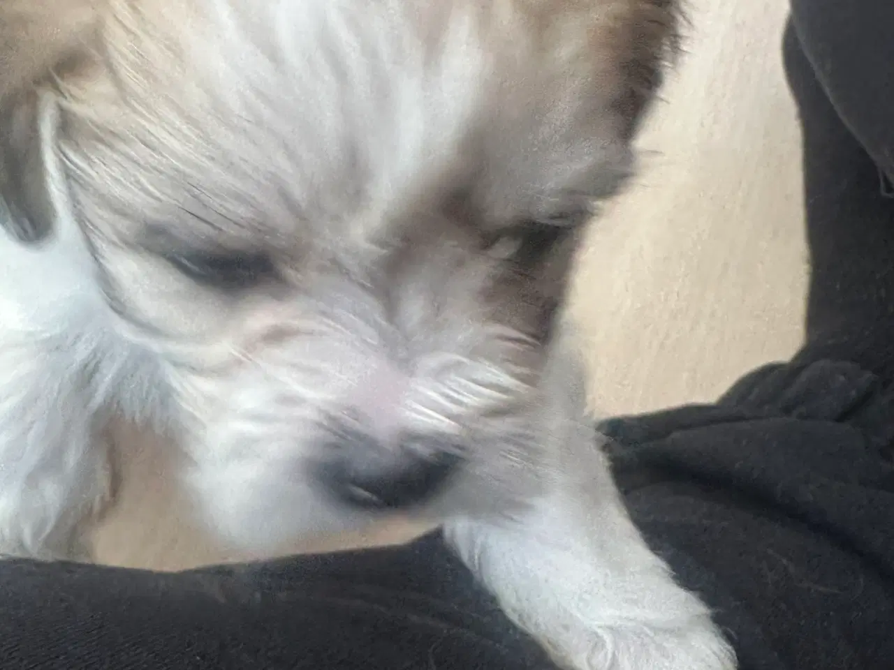 Billede 4 - Coco - Lhasa apso