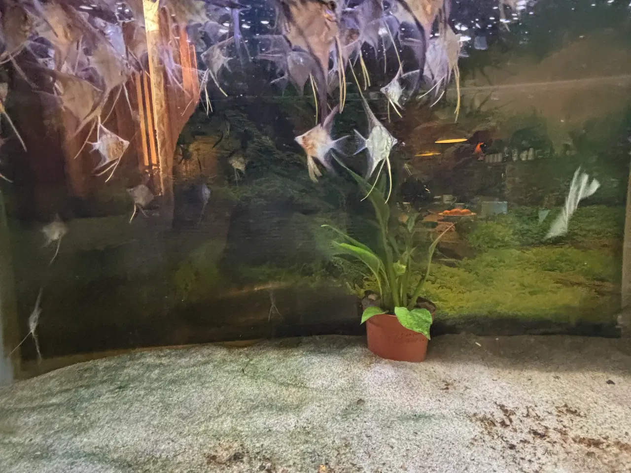 Billede 3 - Rio Nanay Scalare F2