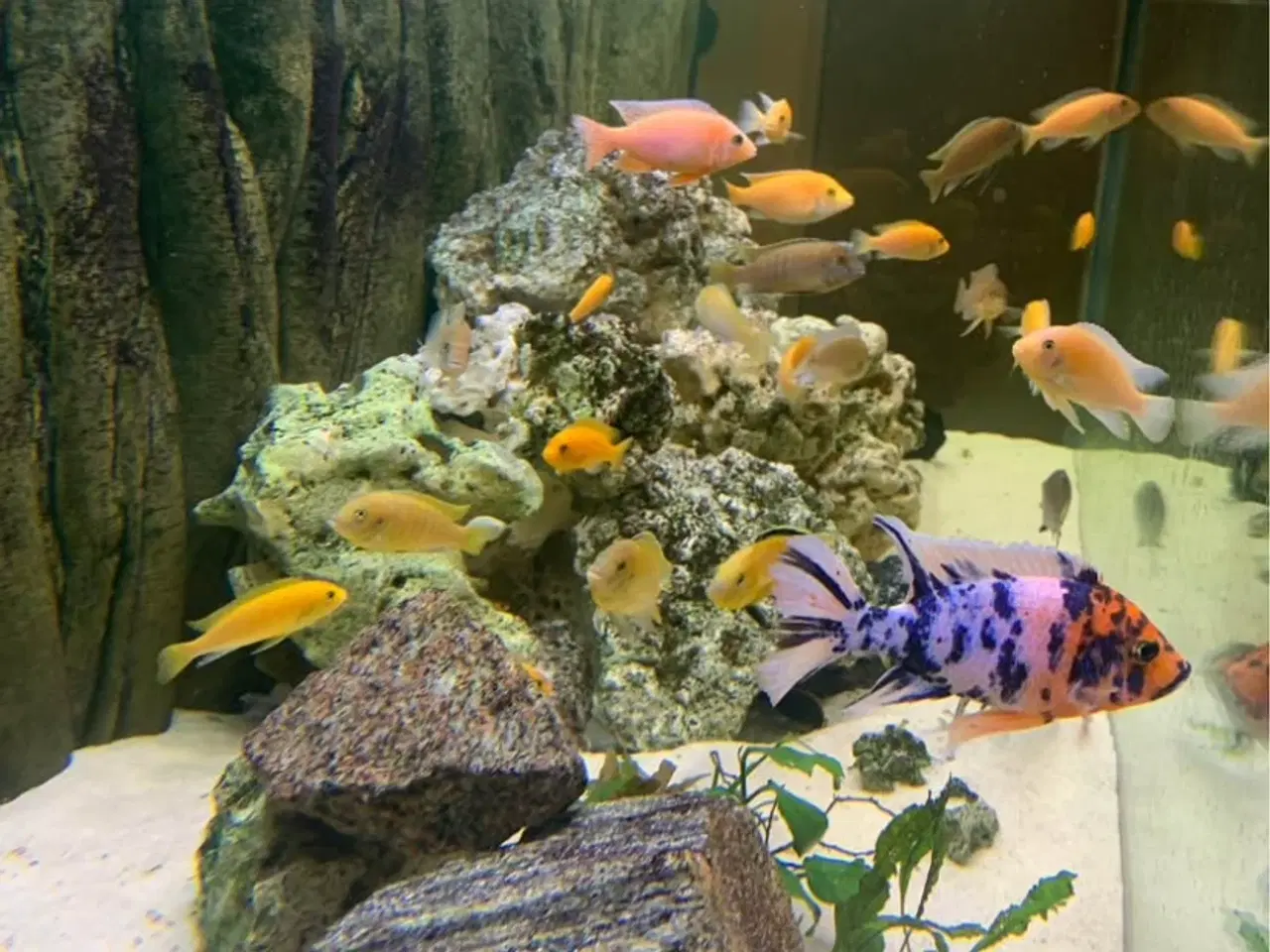 Billede 3 - 720 liters akvarie