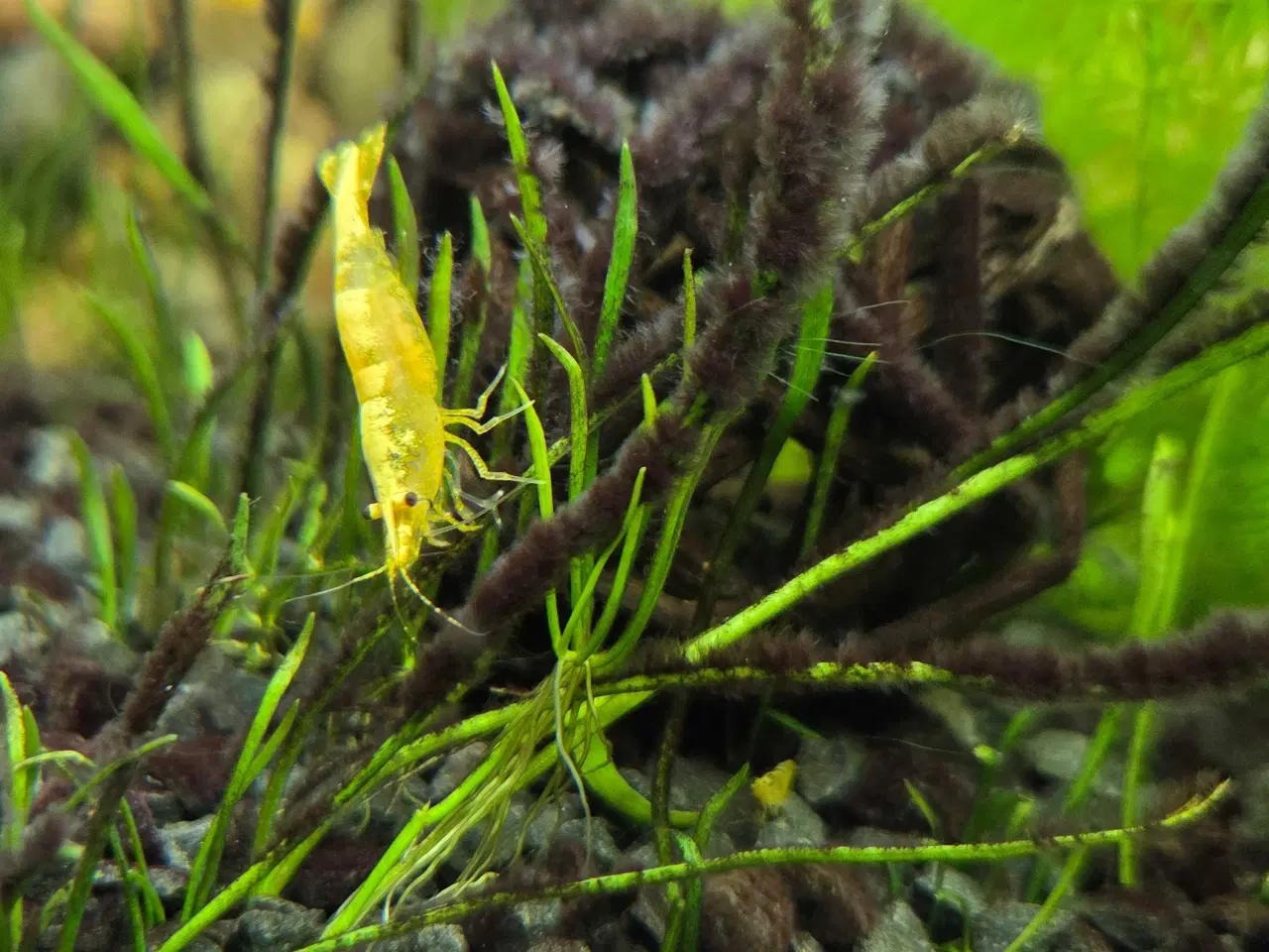 Billede 1 - Neocaridina Yellow fire Neon rejer 