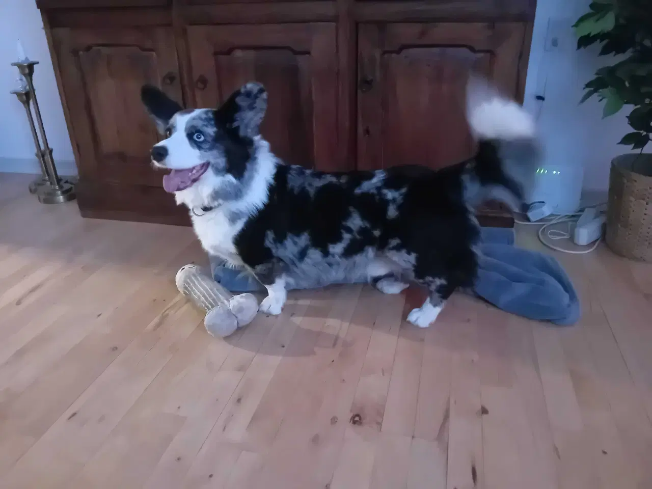 Billede 3 - Welsh corgi cardigan 