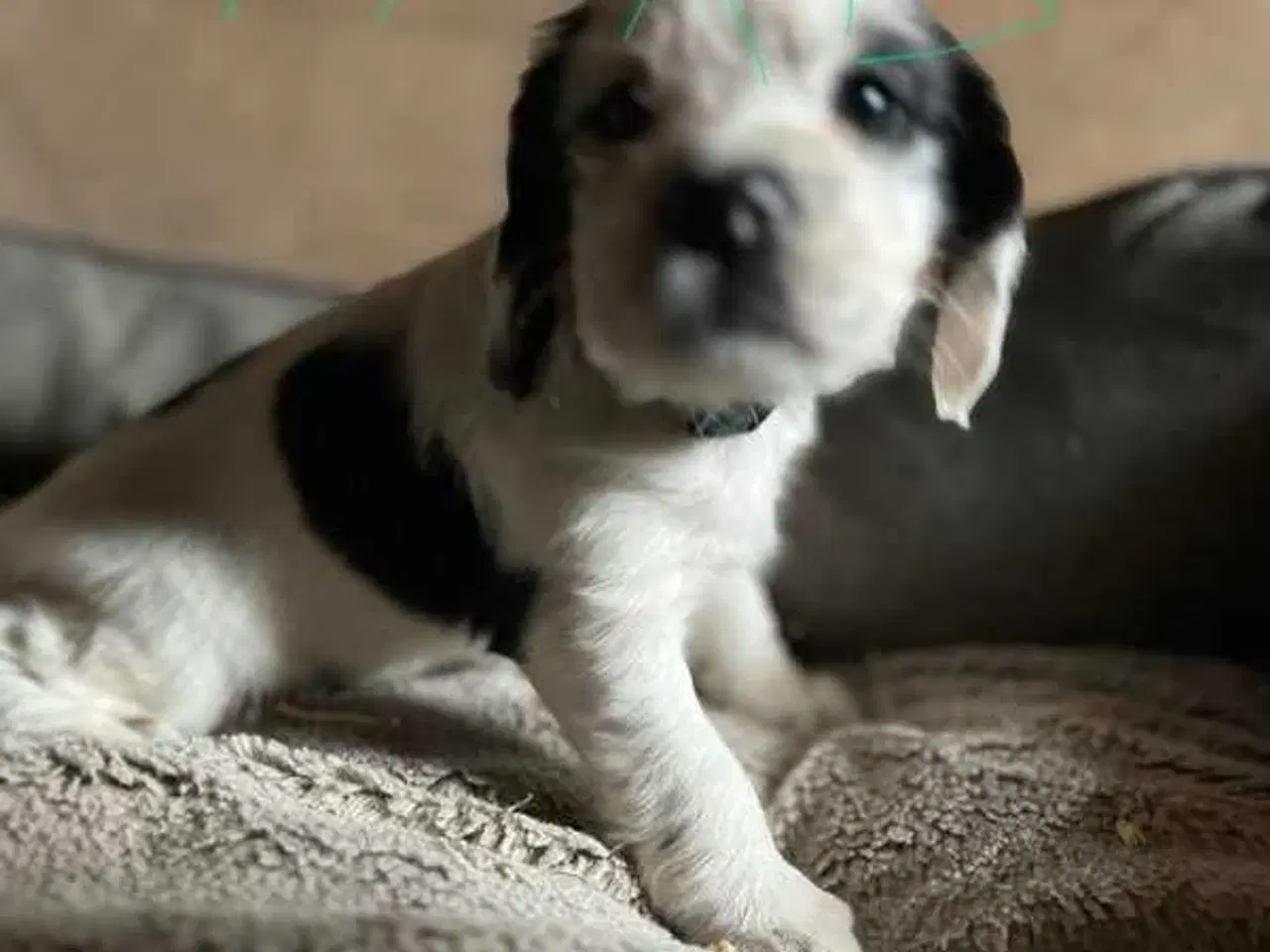 Billede 5 - FT cocker spaniel 