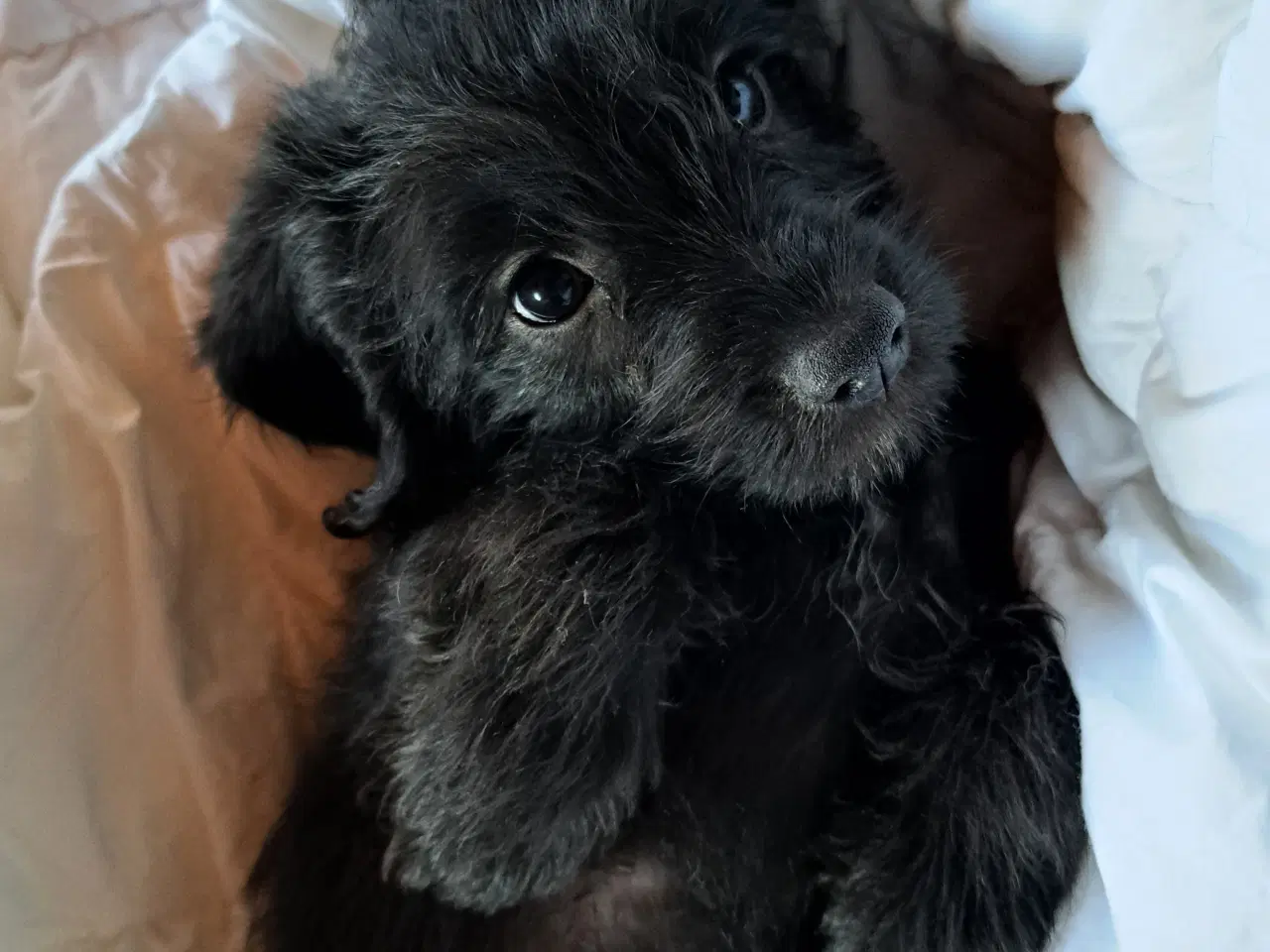 Billede 2 - Hundehvalp