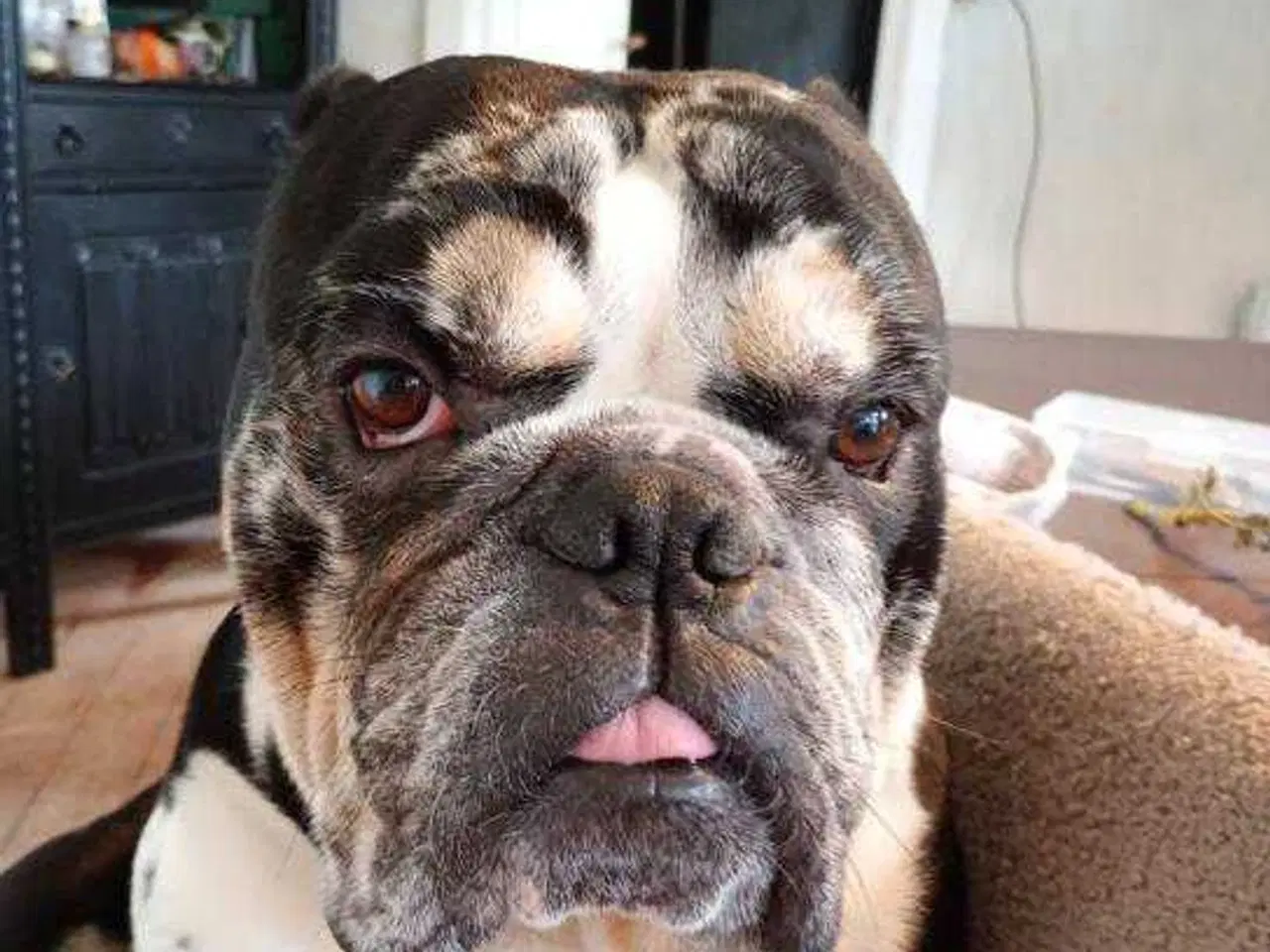 Billede 3 - Engelsk bulldog 