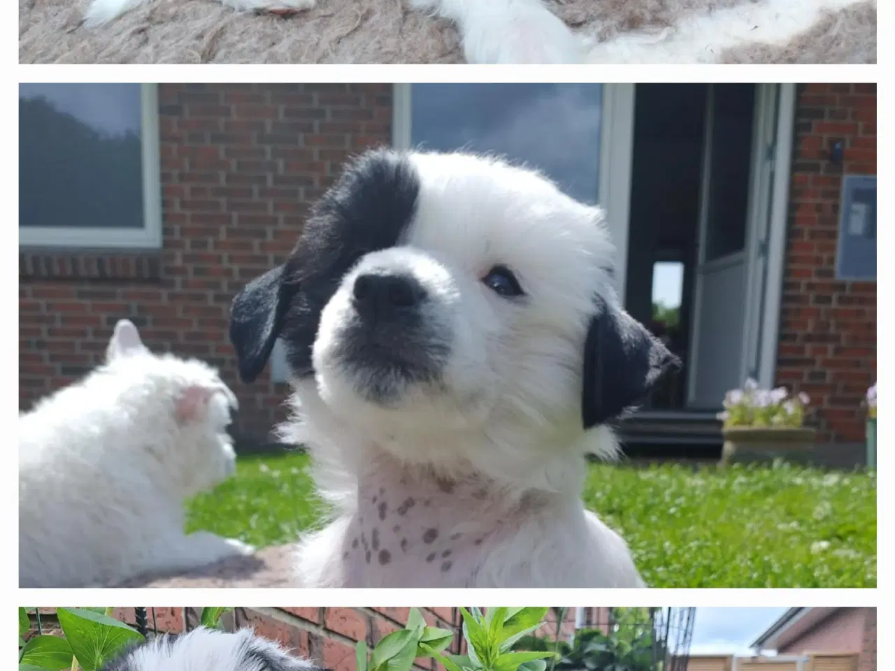 Billede 6 - Chinese Crested/Powder puff med DKK stambog
