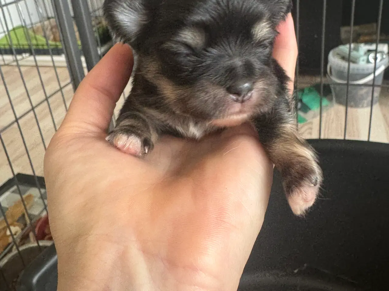 Billede 11 - Mini Chihuahua