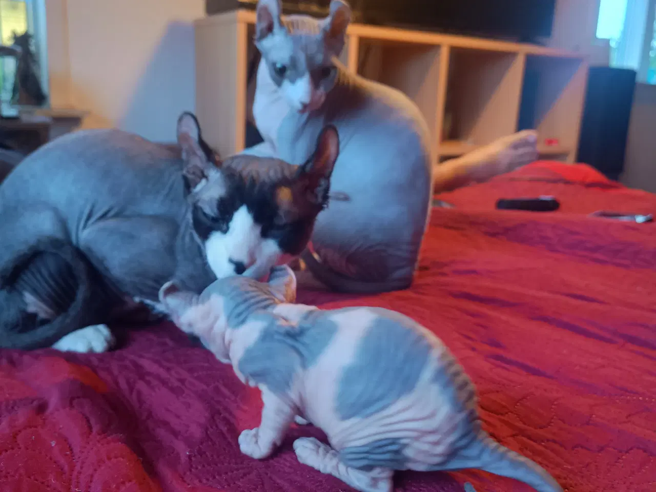 Billede 3 - Sphynx Elf kat