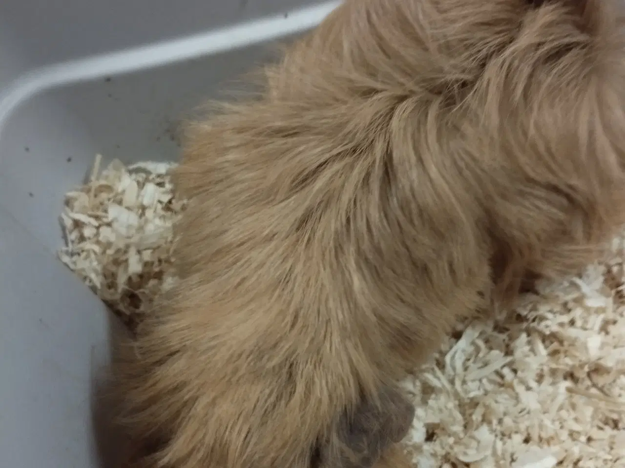 Billede 1 - 2 puruaner piger