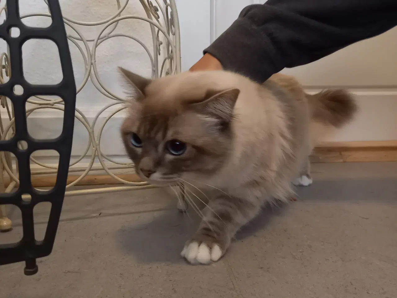 Billede 8 - Hellig Birma Killinger 