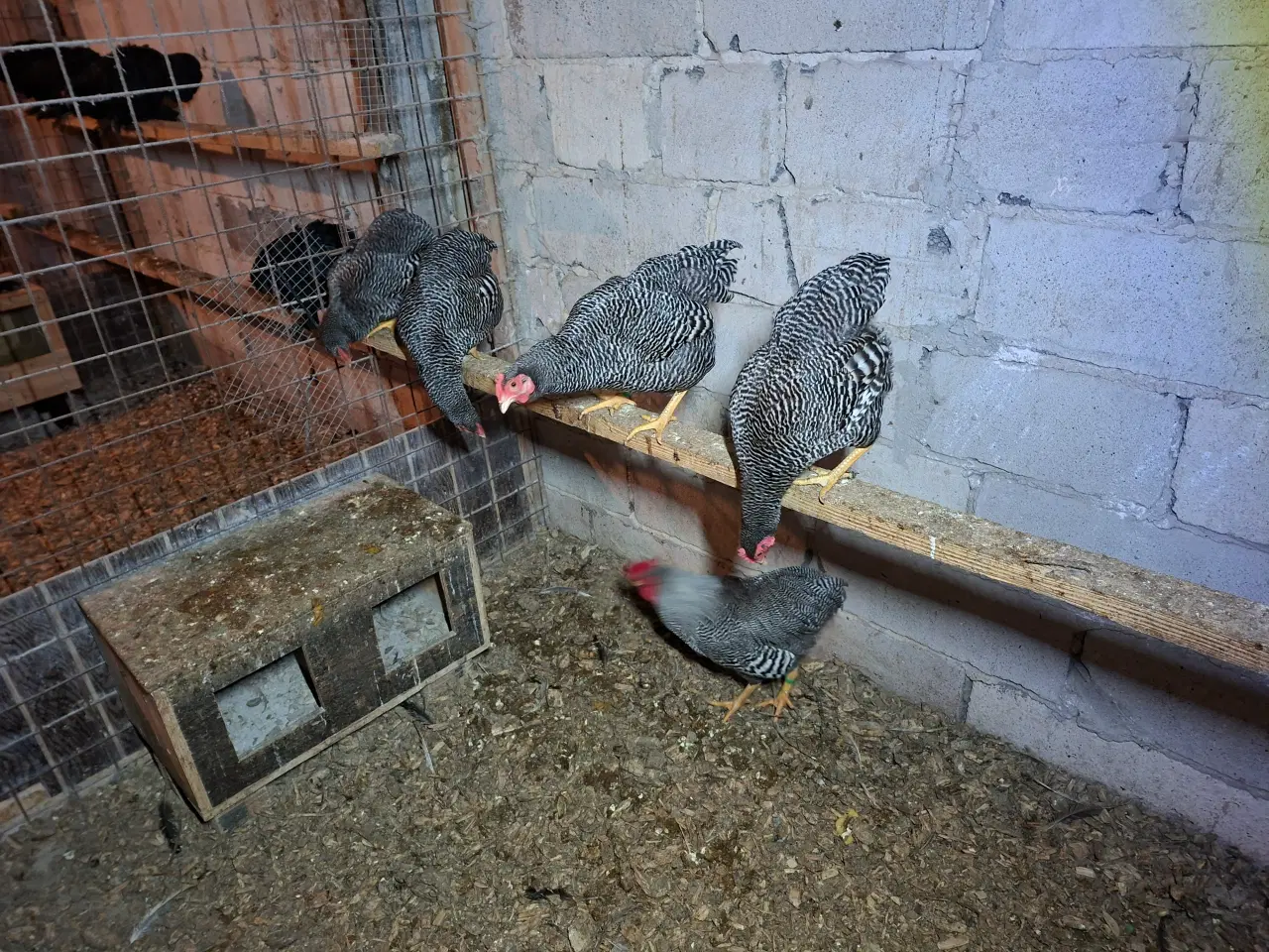 Billede 2 - Dværghøns