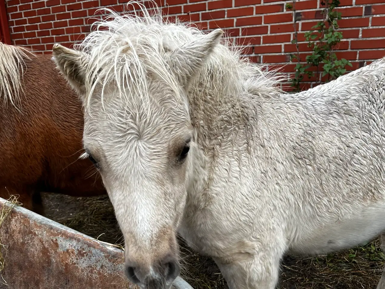 Billede 7 - Palominobroget hingsteføl, rødt pas