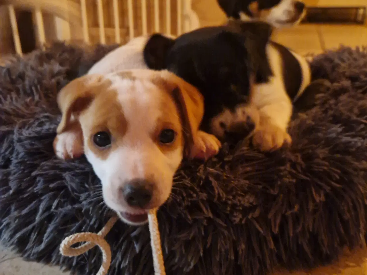 Billede 3 - Dansk svensk gårdhund jack russel