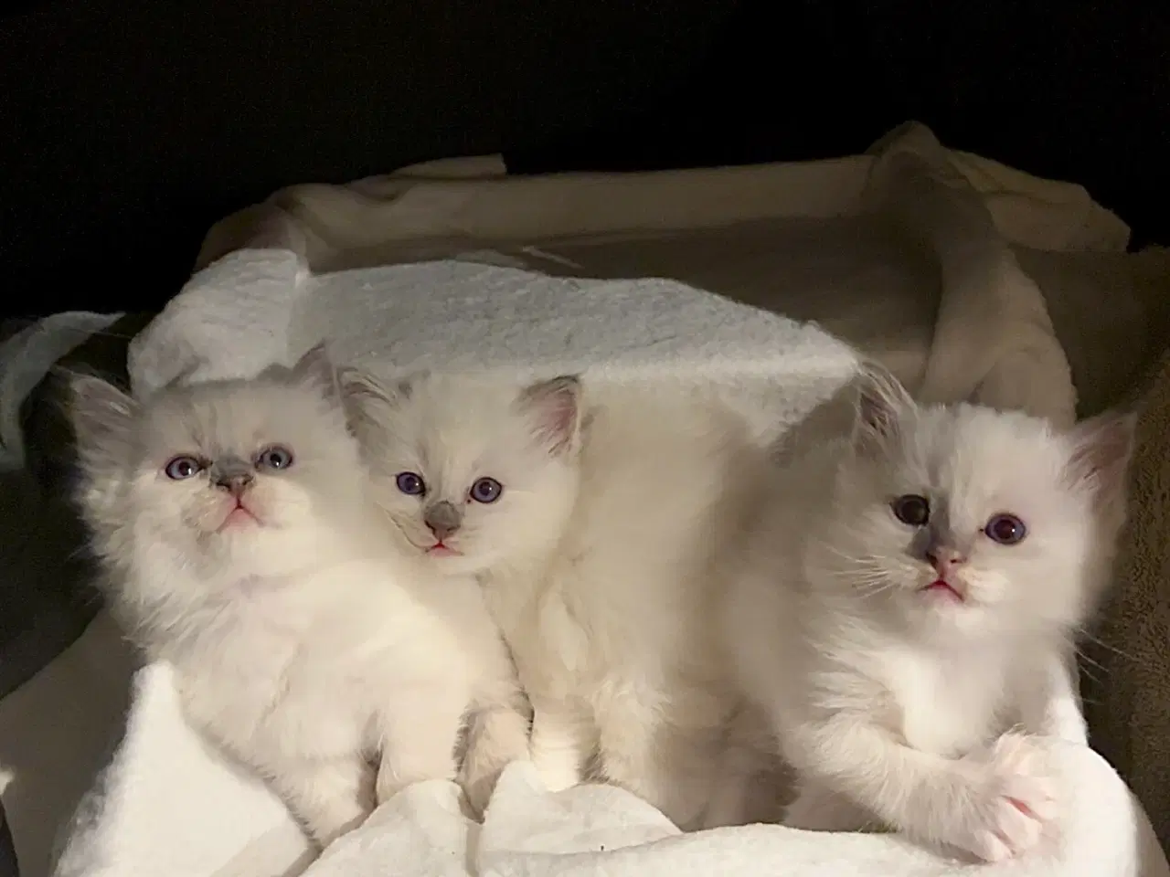 Billede 1 - De sødeste små killinger 🐾😻