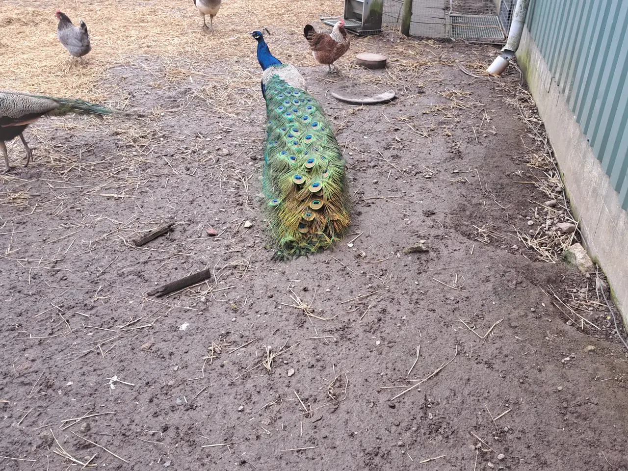 Billede 2 - Påfugle par