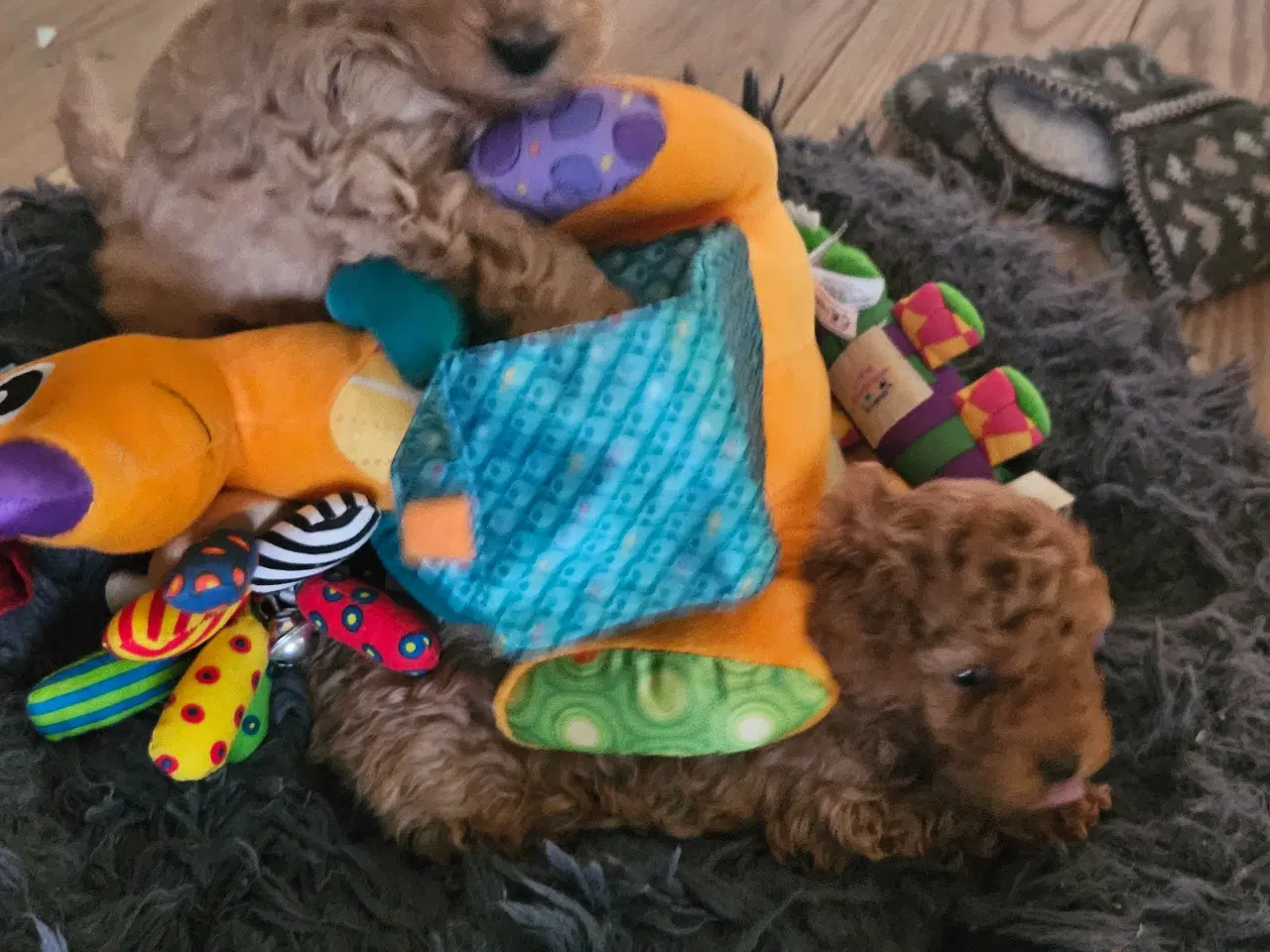 Billede 4 - Dværg Toy puddel