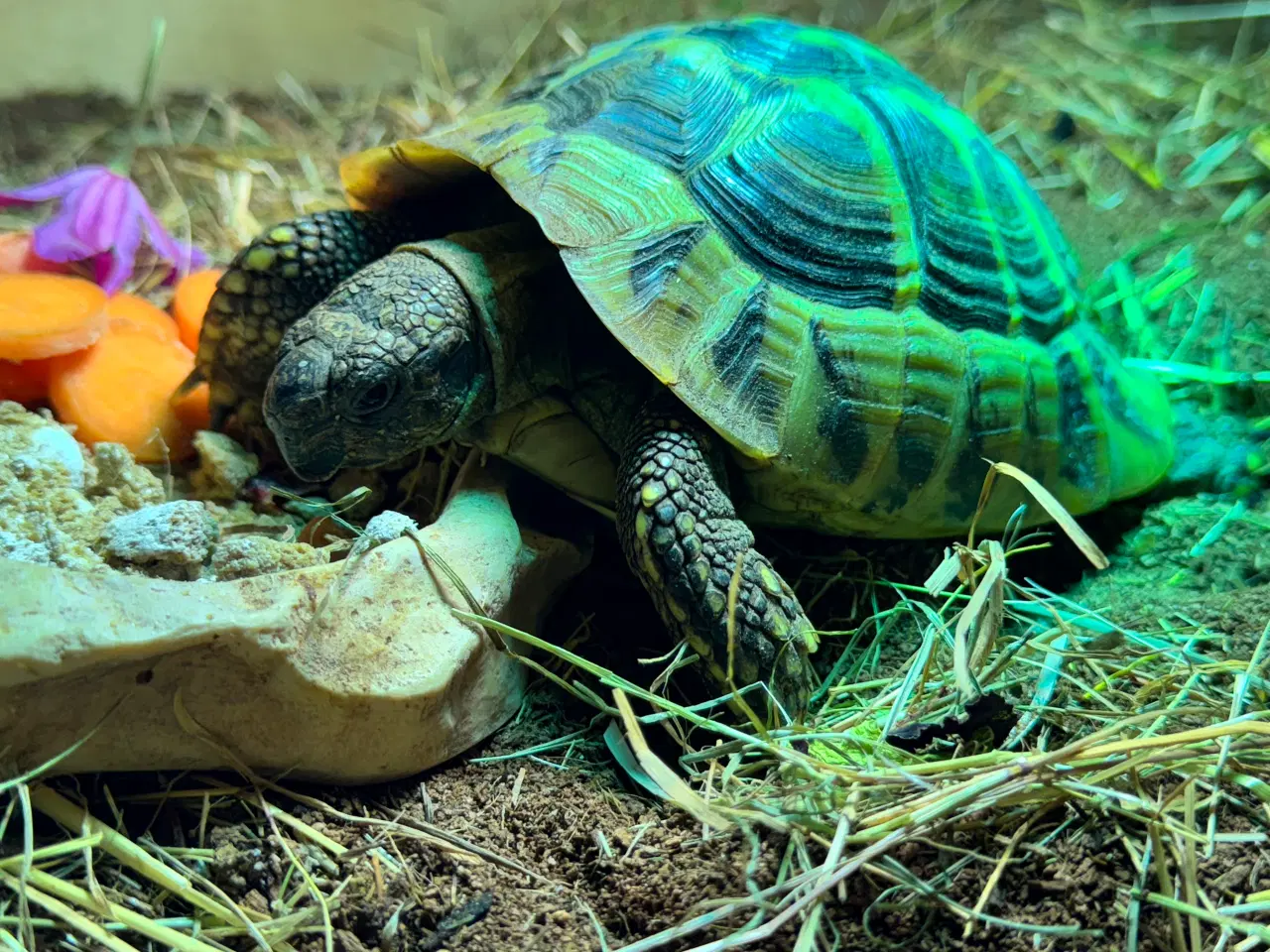 Billede 2 - Græsk landskildpadde 