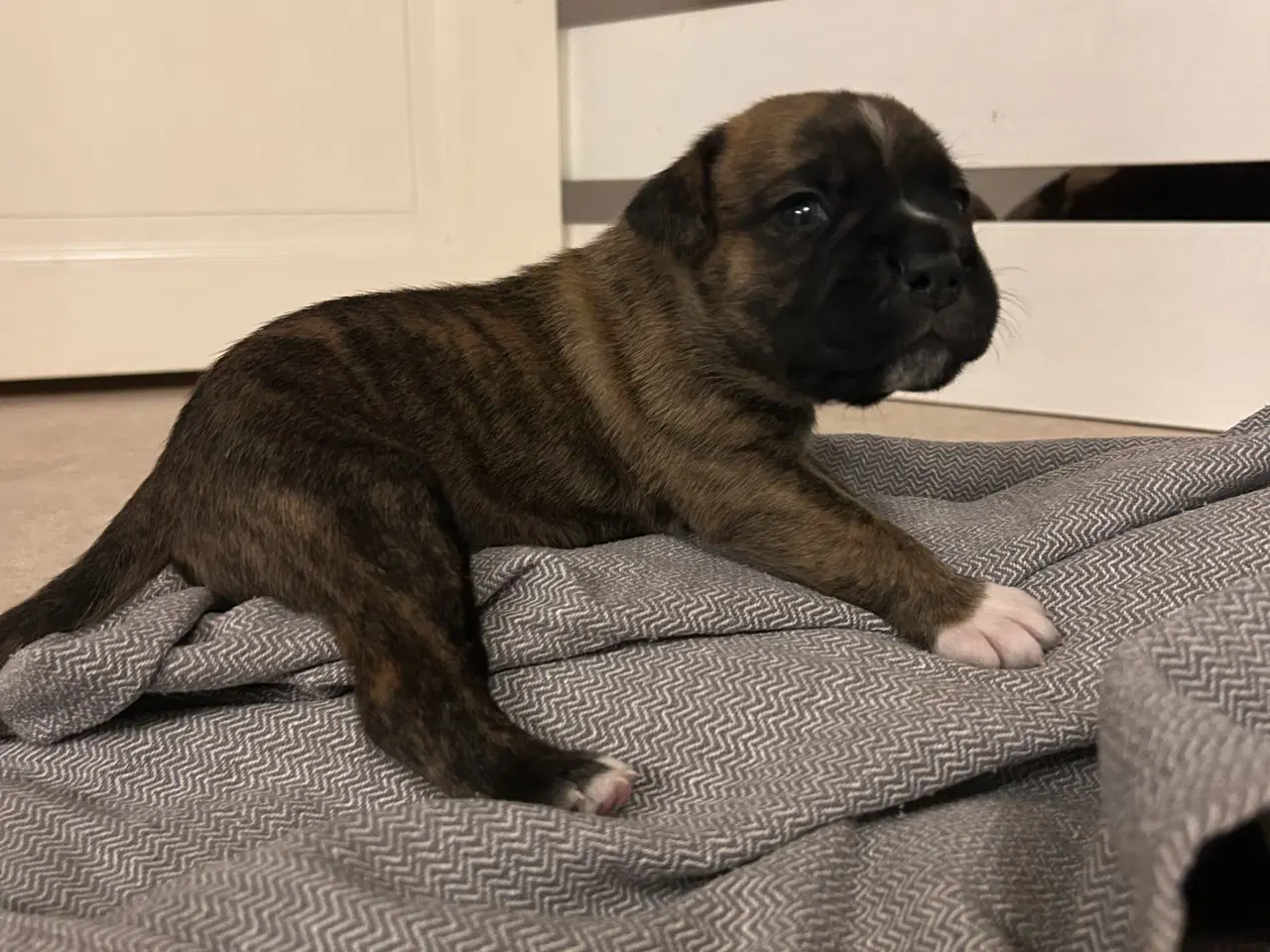 Billede 12 - Store, smukke og robuste Boxer/Mastiff hvalpe