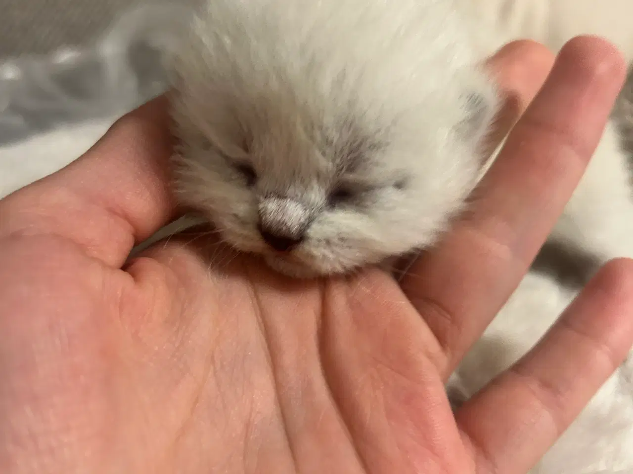 Billede 6 - British Shorthair killinger søger nyt hjem