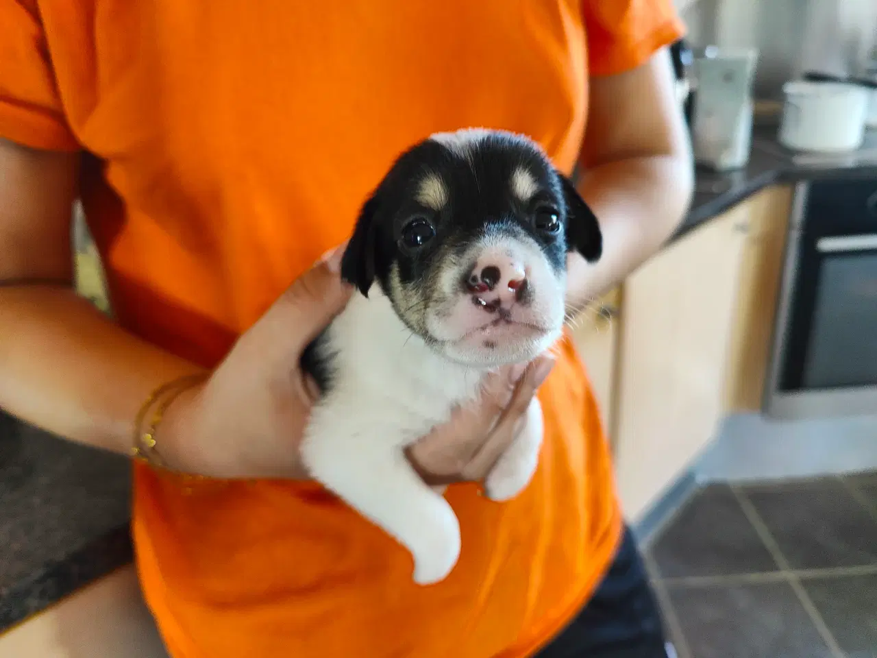 Billede 4 - Dansk Svensk Gårdhundehvalpe