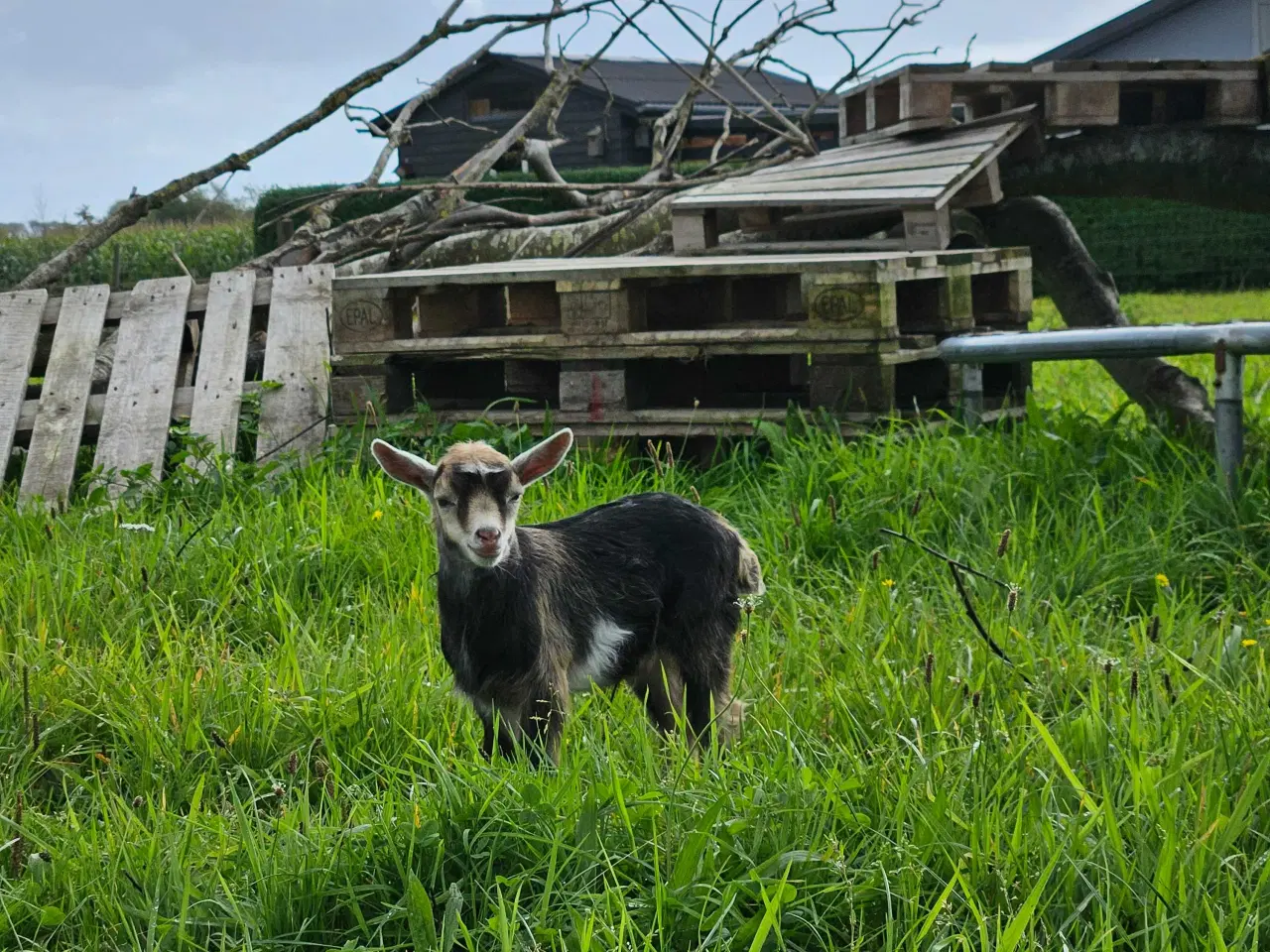 Billede 4 - Dværgged bukkekid